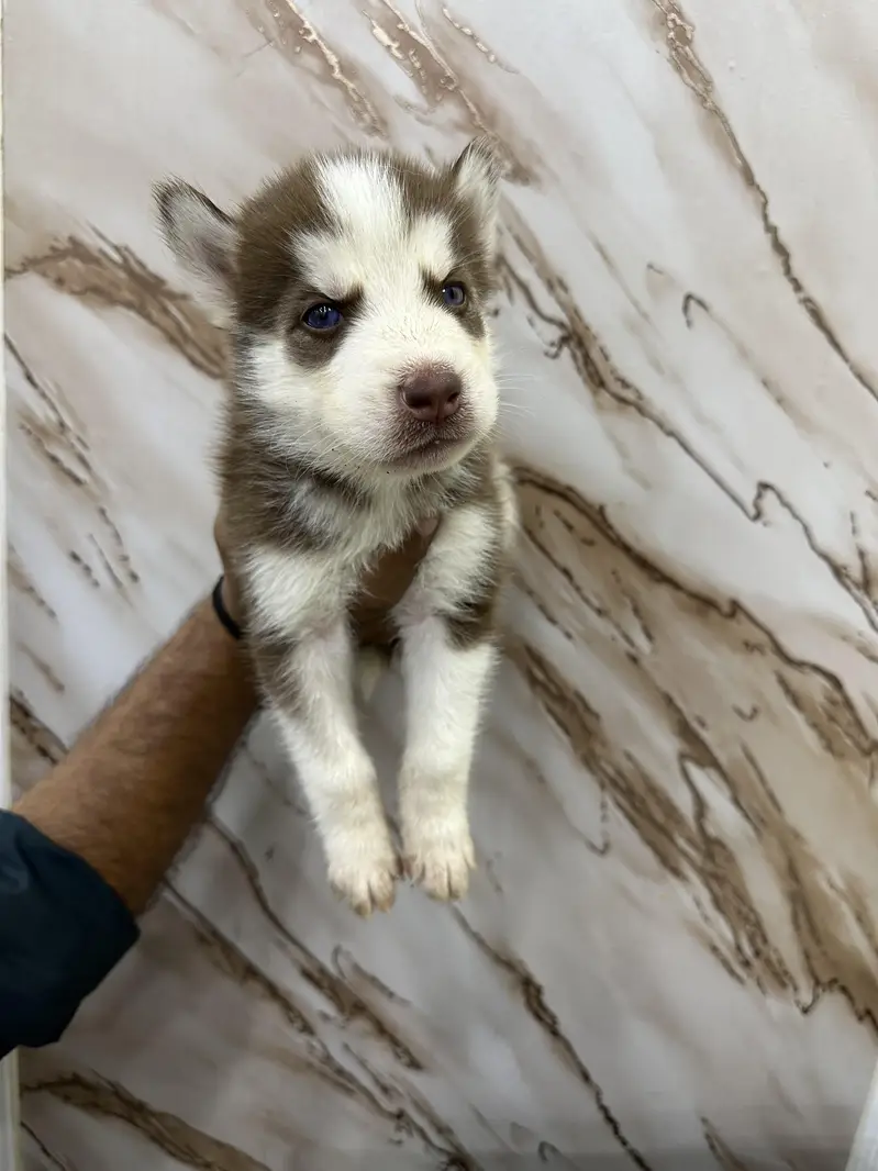 Siberian Husky puppies available — photo 5