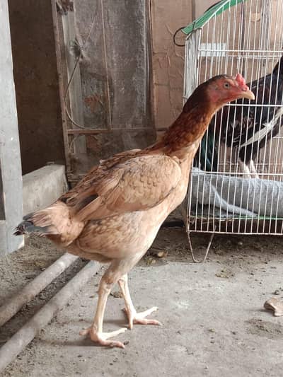 Aseel lakhi  -home breed- healthy ande Active for sale
