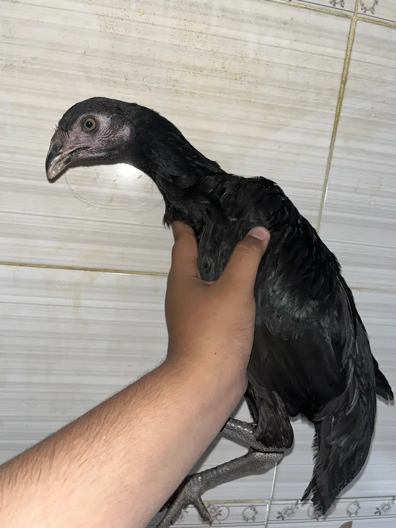 Aseel murga murgi jora — photo 8