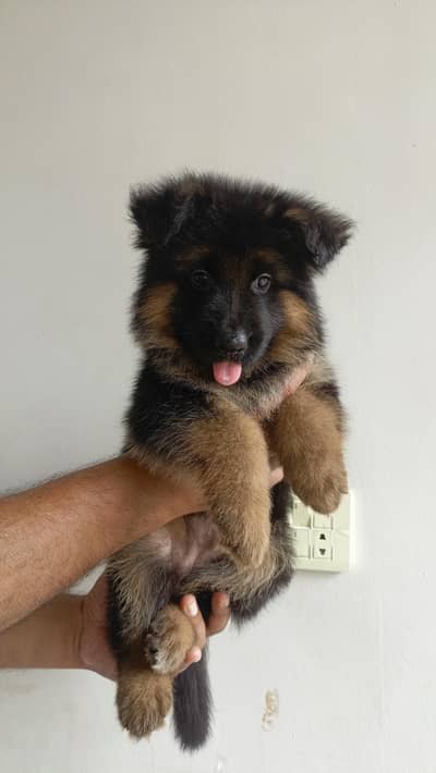 Quality German Shepherd Female Puppy