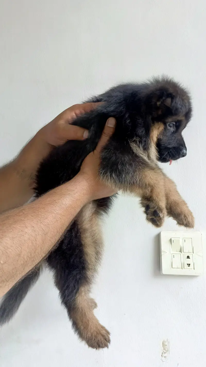 Quality German Shepherd Female Puppy — photo 3