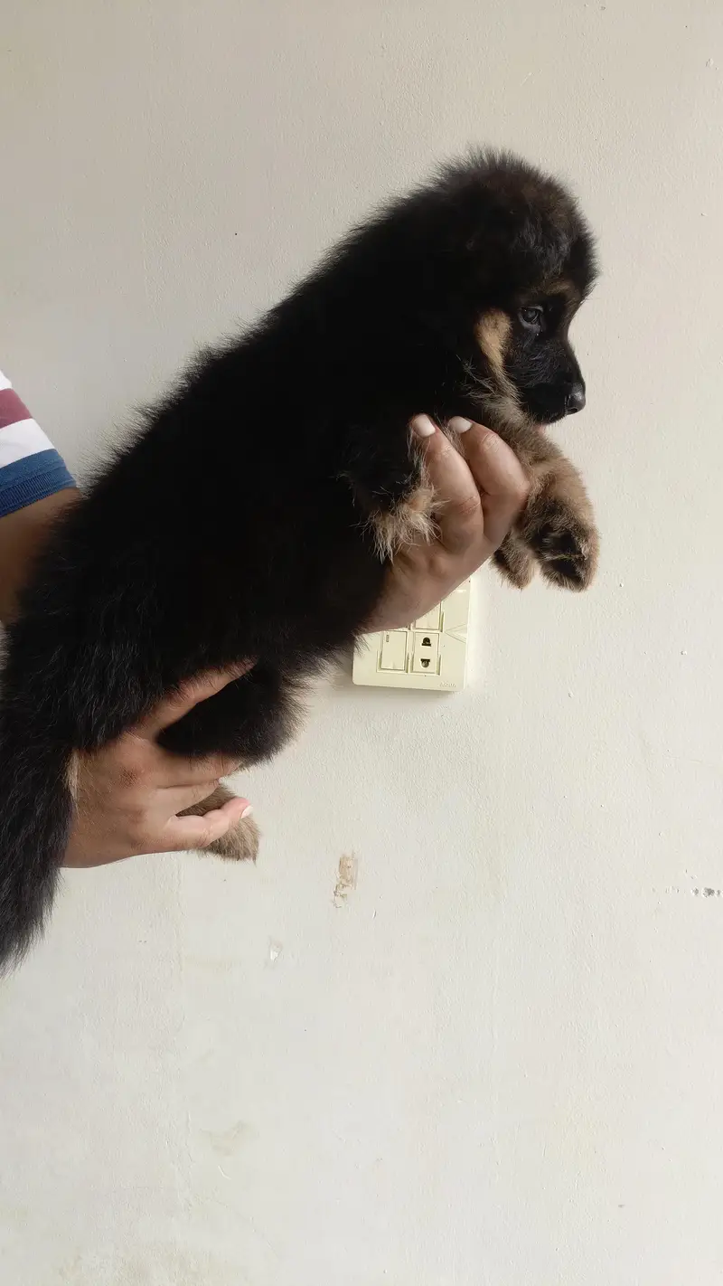 Quality German Shepherd Female Puppy — photo 4