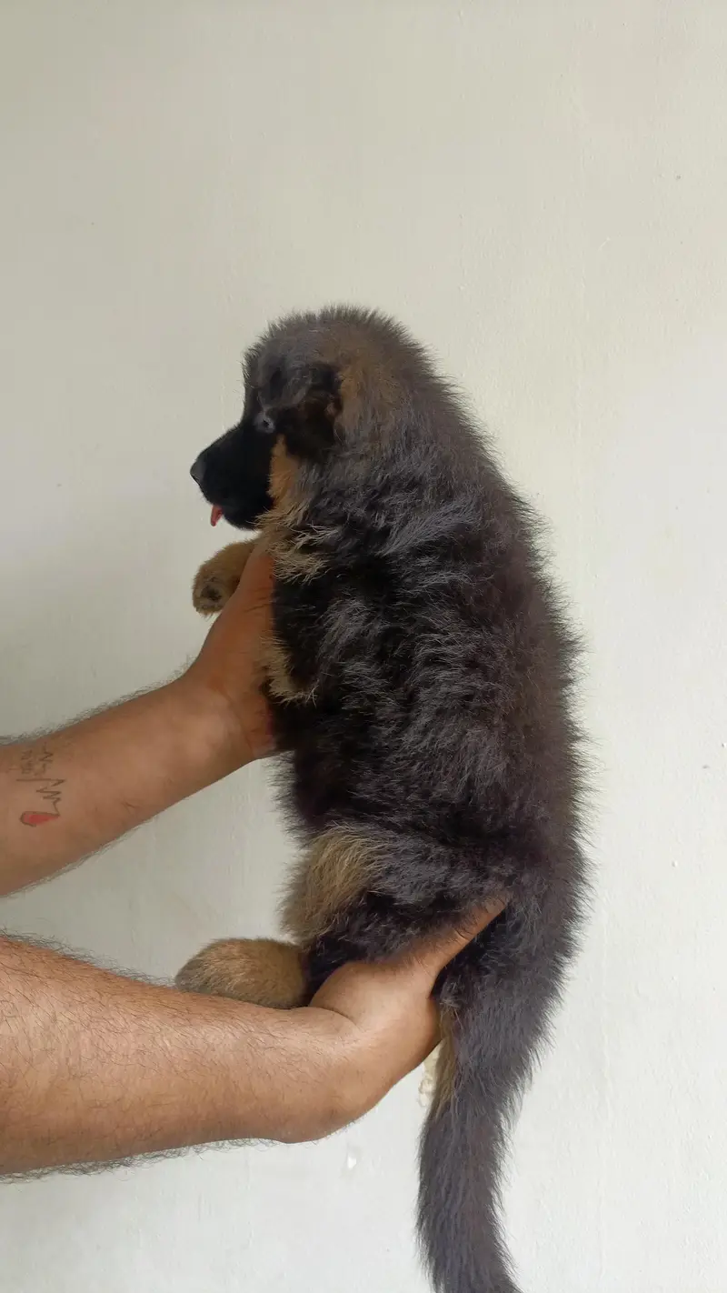Quality German Shepherd Female Puppy — photo 5