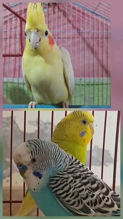 Budgie or cocktail