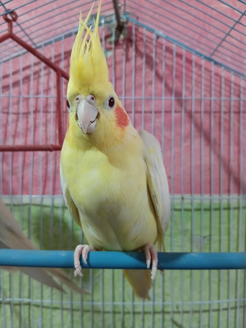 cocktail 1