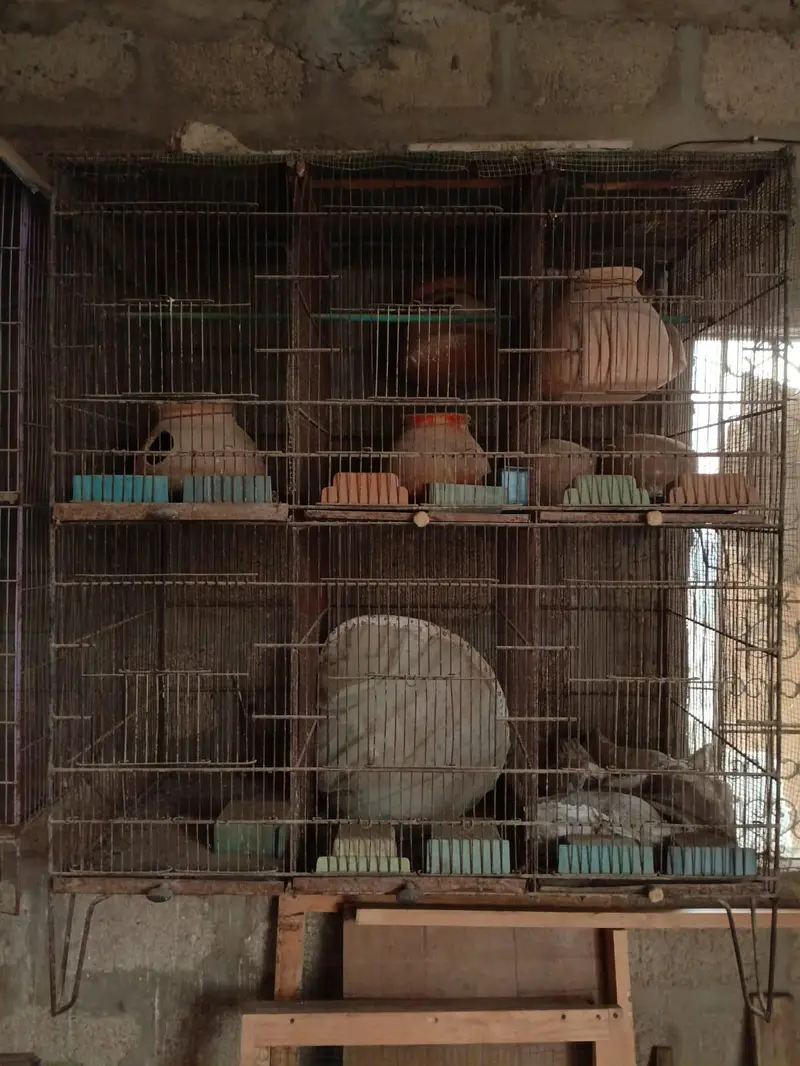 Cage | Cages | Birds cage — photo 2