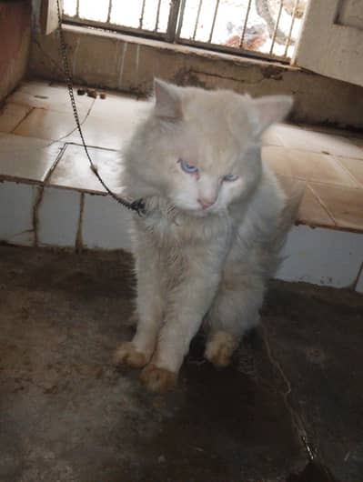 healthy & playfull Persian cat  Healthy & Playful Persian Cat for Sale