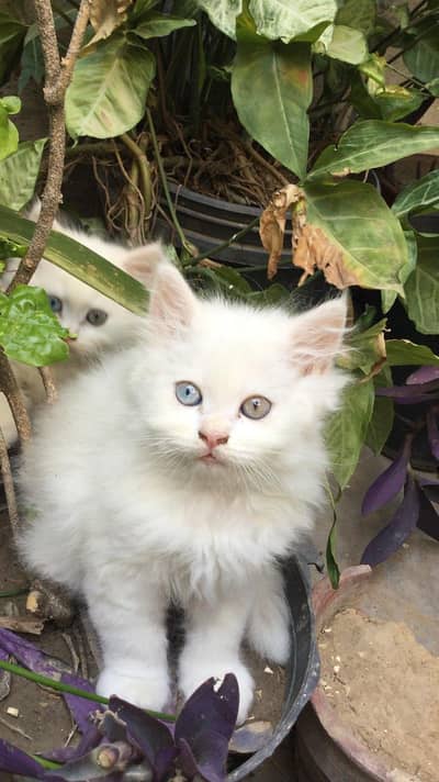 White Persian Kittens Punch Face