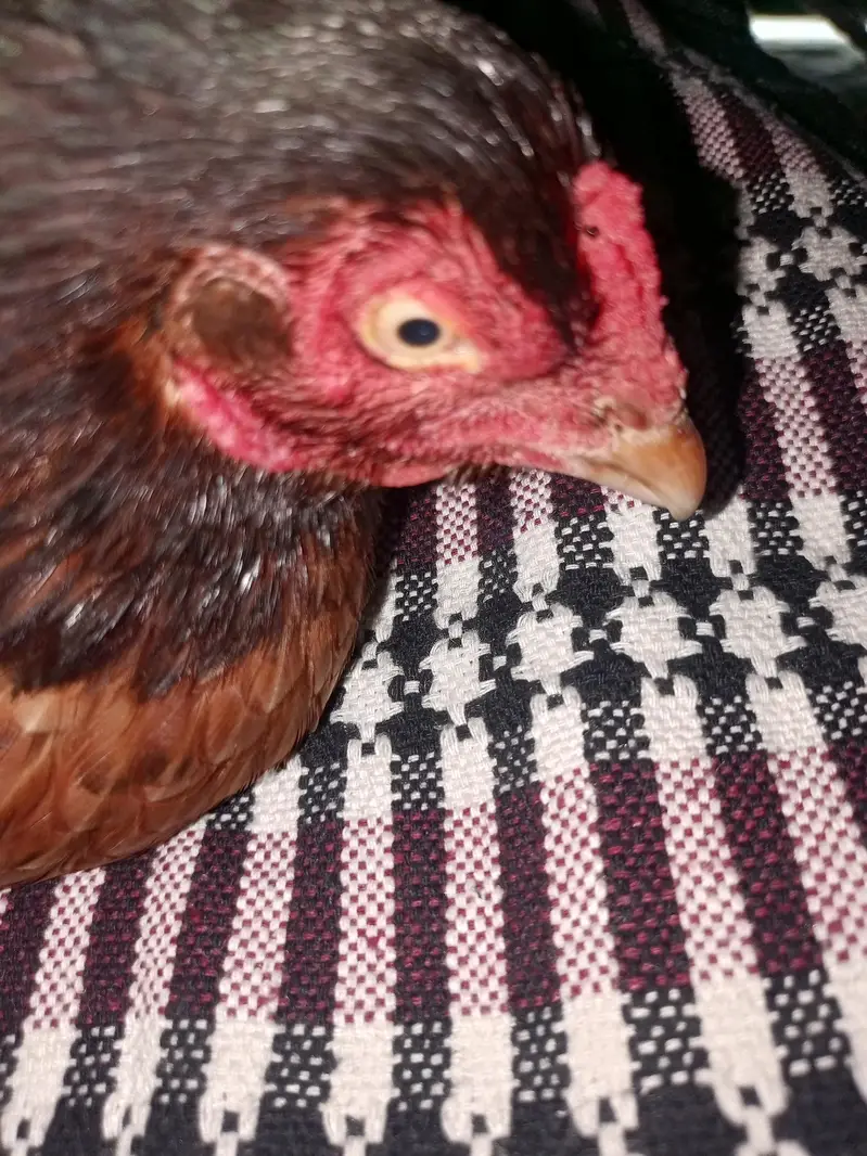 2 year old hen abi karok hui ha AP abi Ando pr bi beta sakty ha — photo 3