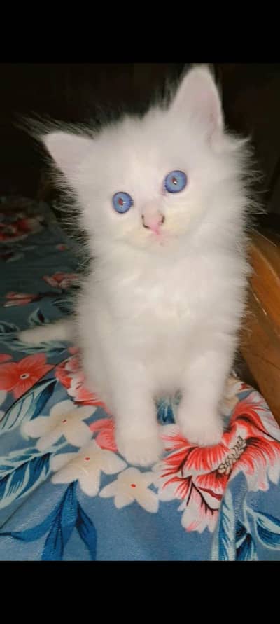 cats family sell