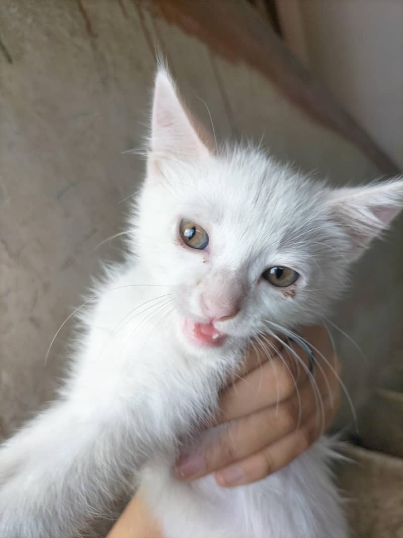 Russian kitten 0