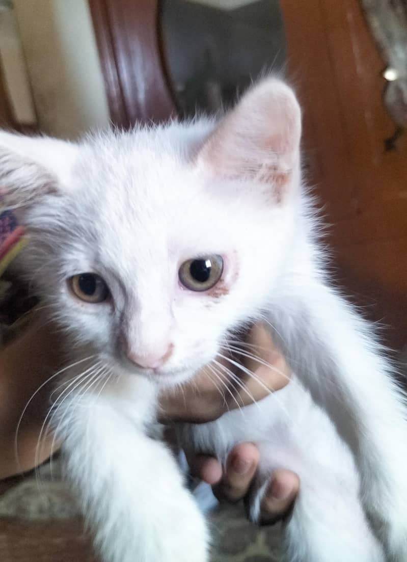 Russian kitten 1