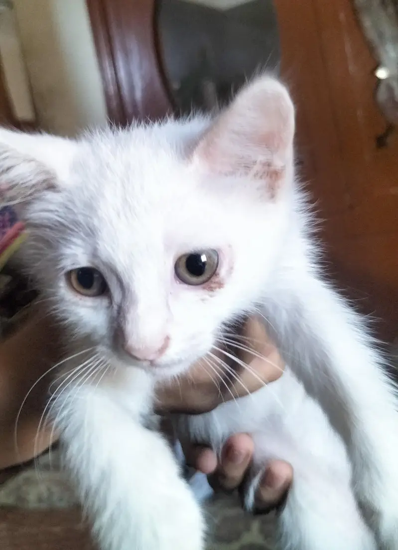 Russian kitten — photo 2