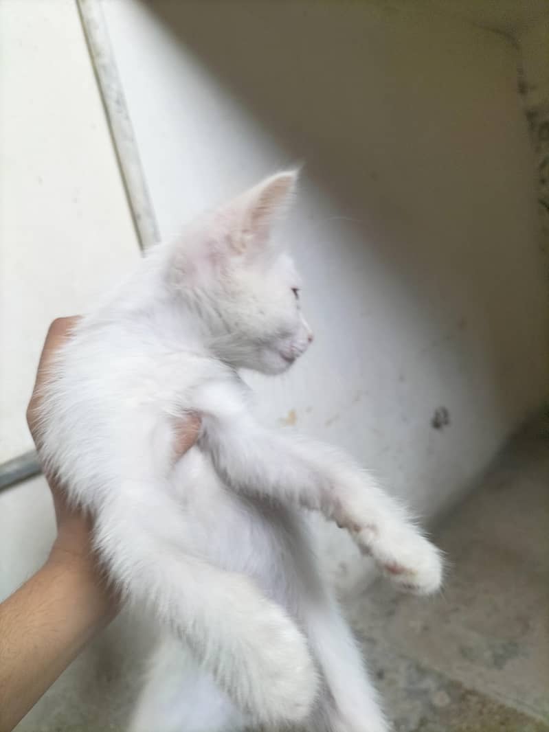 Russian kitten 2