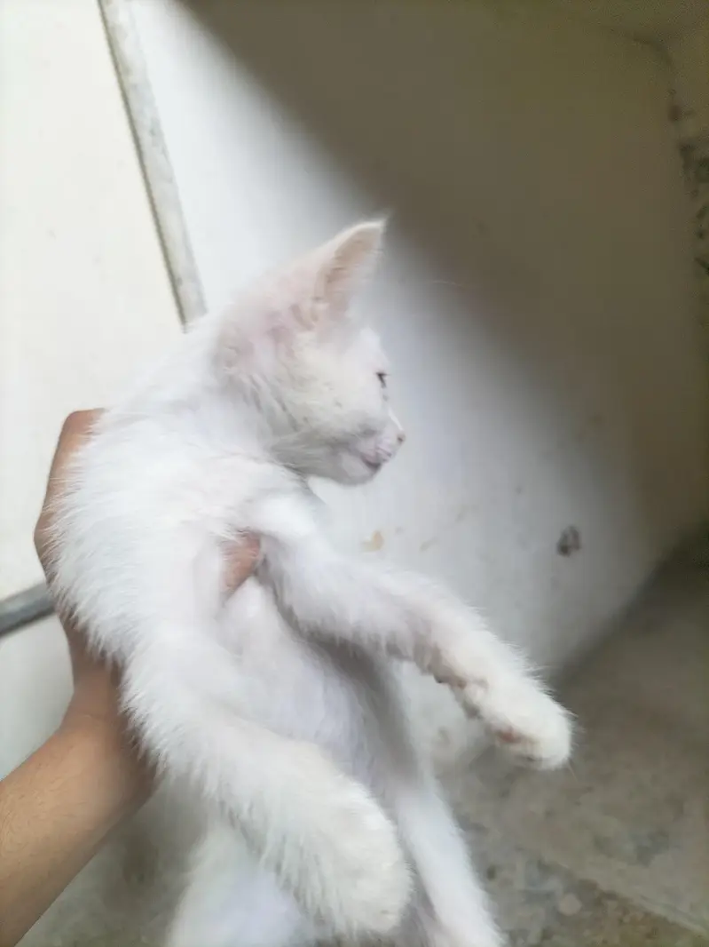 Russian kitten — photo 3