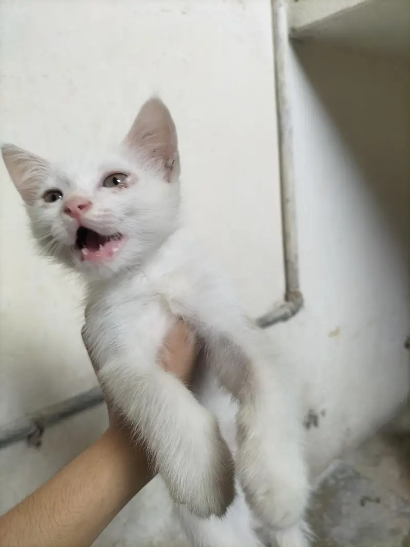 Russian kitten — photo 4