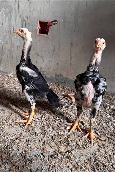 Shamo quality chicks for sell.