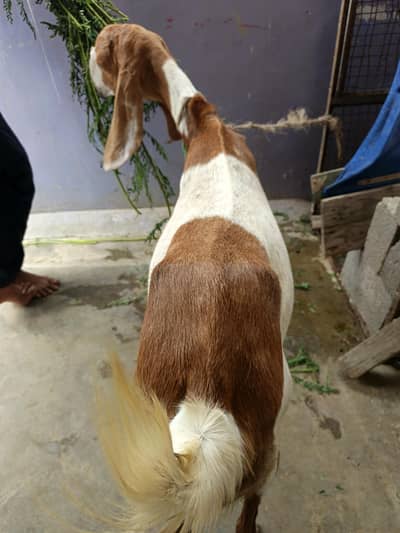 Gabban Bakri