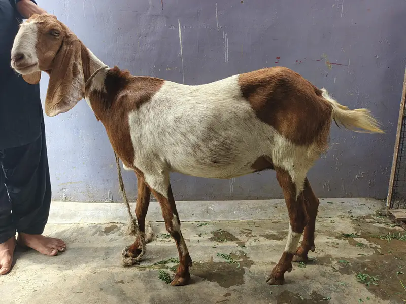Gabban Bakri — photo 2
