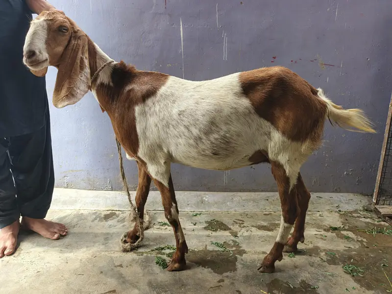 Gabban Bakri — photo 3