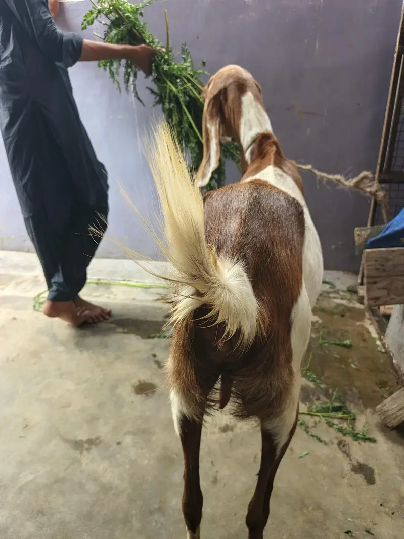 Gabban Bakri — photo 4