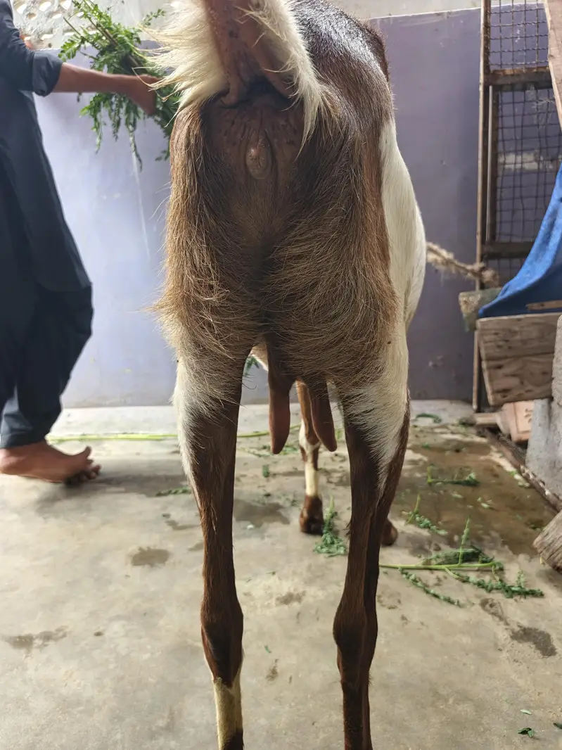 Gabban Bakri — photo 5