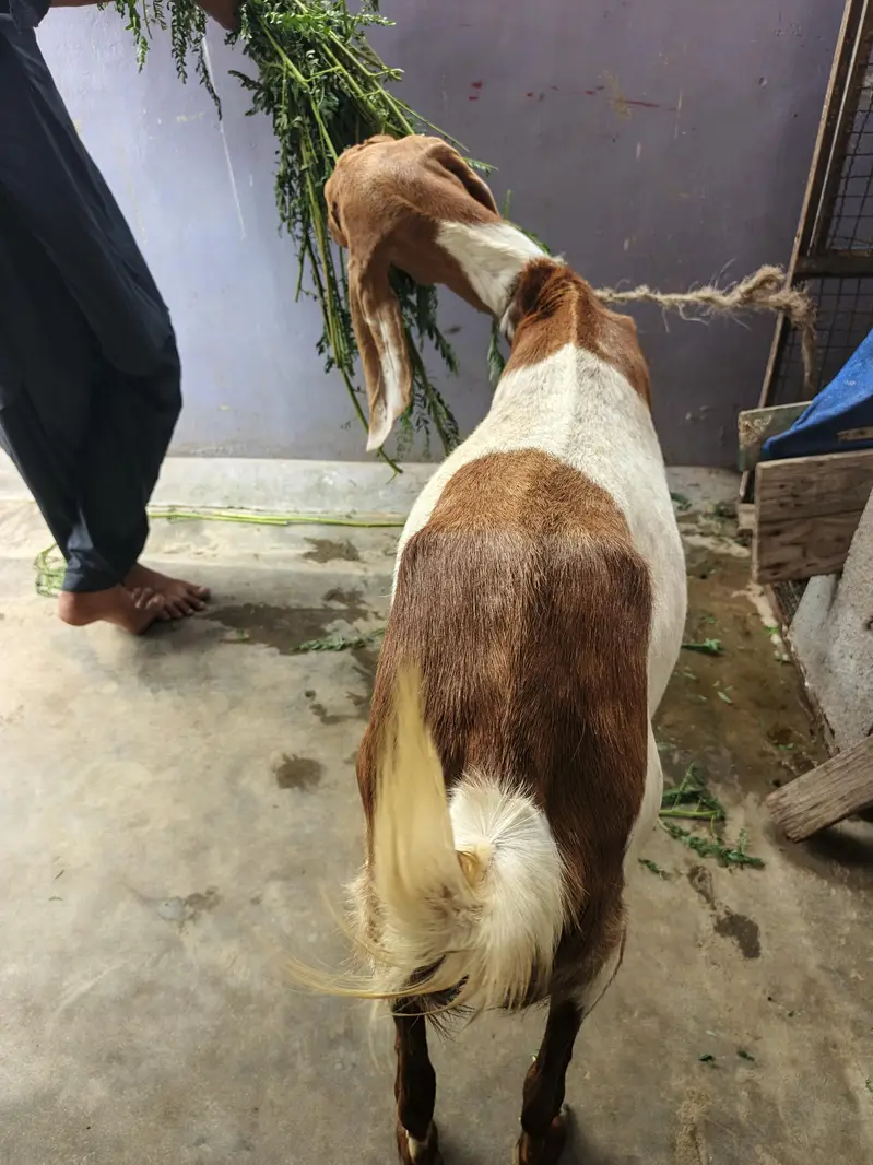 Gabban Bakri — photo 6