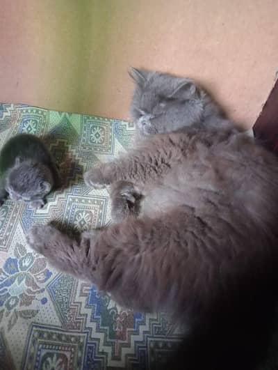pair + 1 kitten
