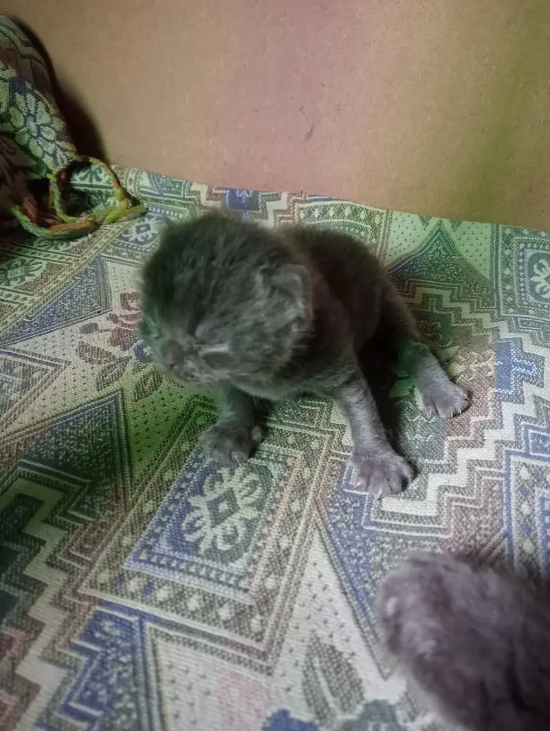 pair + 1 kitten — photo 2