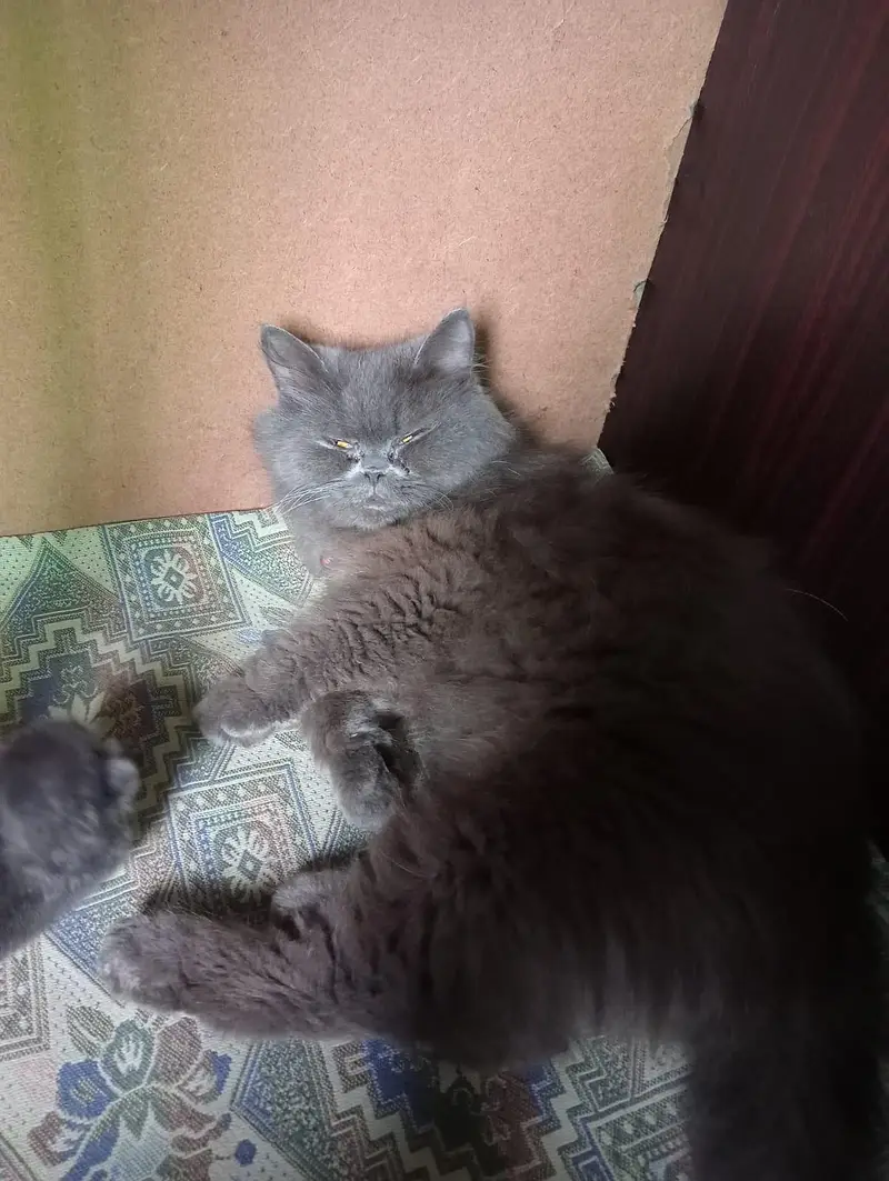 pair + 1 kitten — photo 4