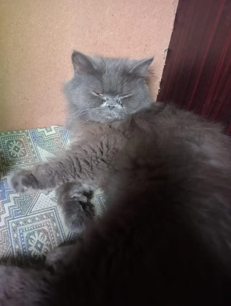 pair + 1 kitten — photo 5
