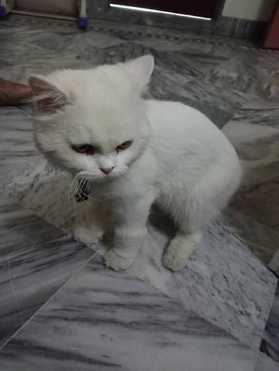 Persian cat male