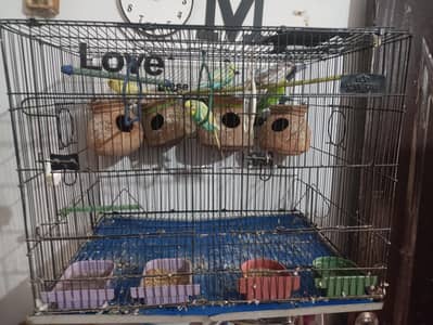 Cage & Parrot (Pinjra or Tote)