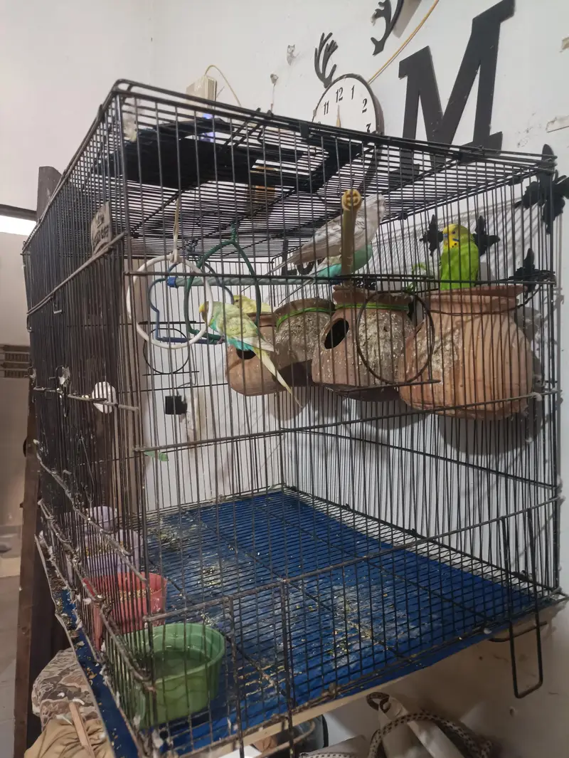 Cage & Parrot (Pinjra or Tote) — photo 2