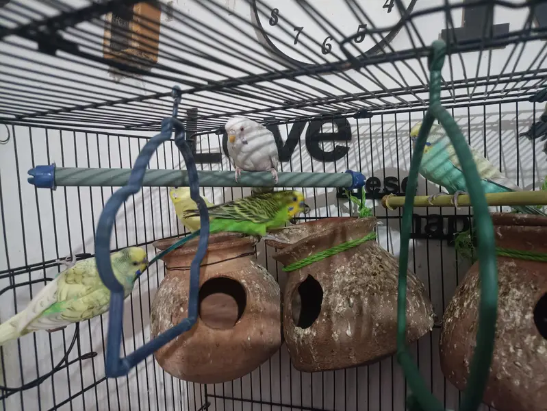 Cage & Parrot (Pinjra or Tote) — photo 3