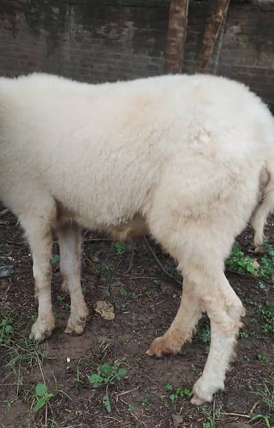 kajli female for sale