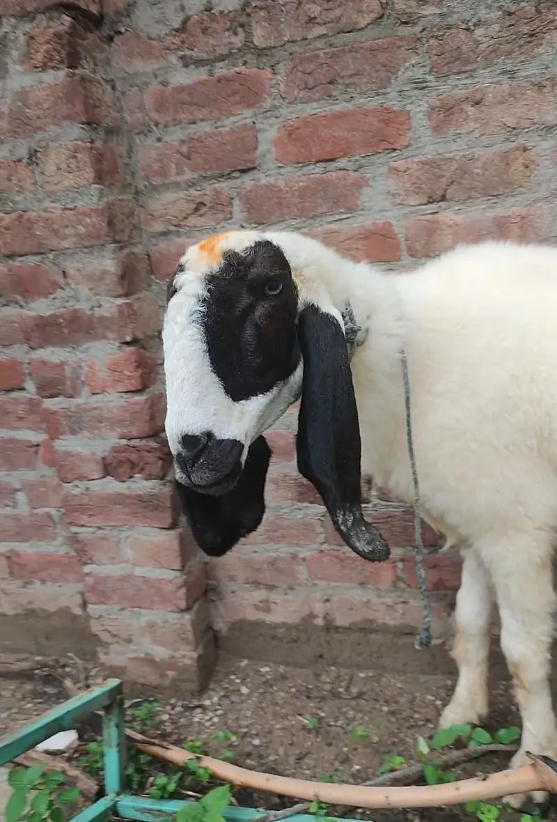 kajli female for sale — photo 3