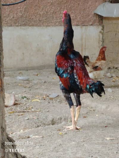 aseel Shok 