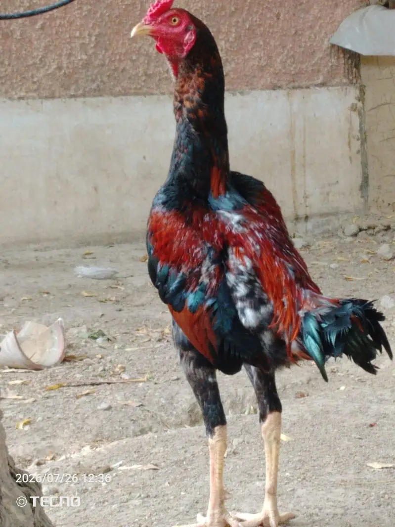 aseel Shok  — photo 4
