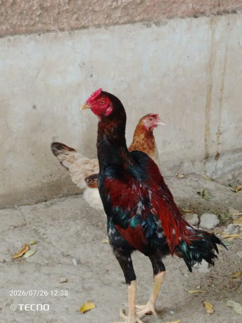 aseel Shok  — photo 7