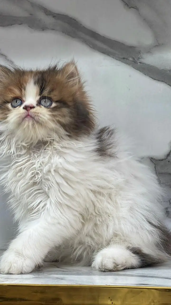 White Persian Kittens/Triple coated/blue eyes/Cats/Male/Female — photo 5