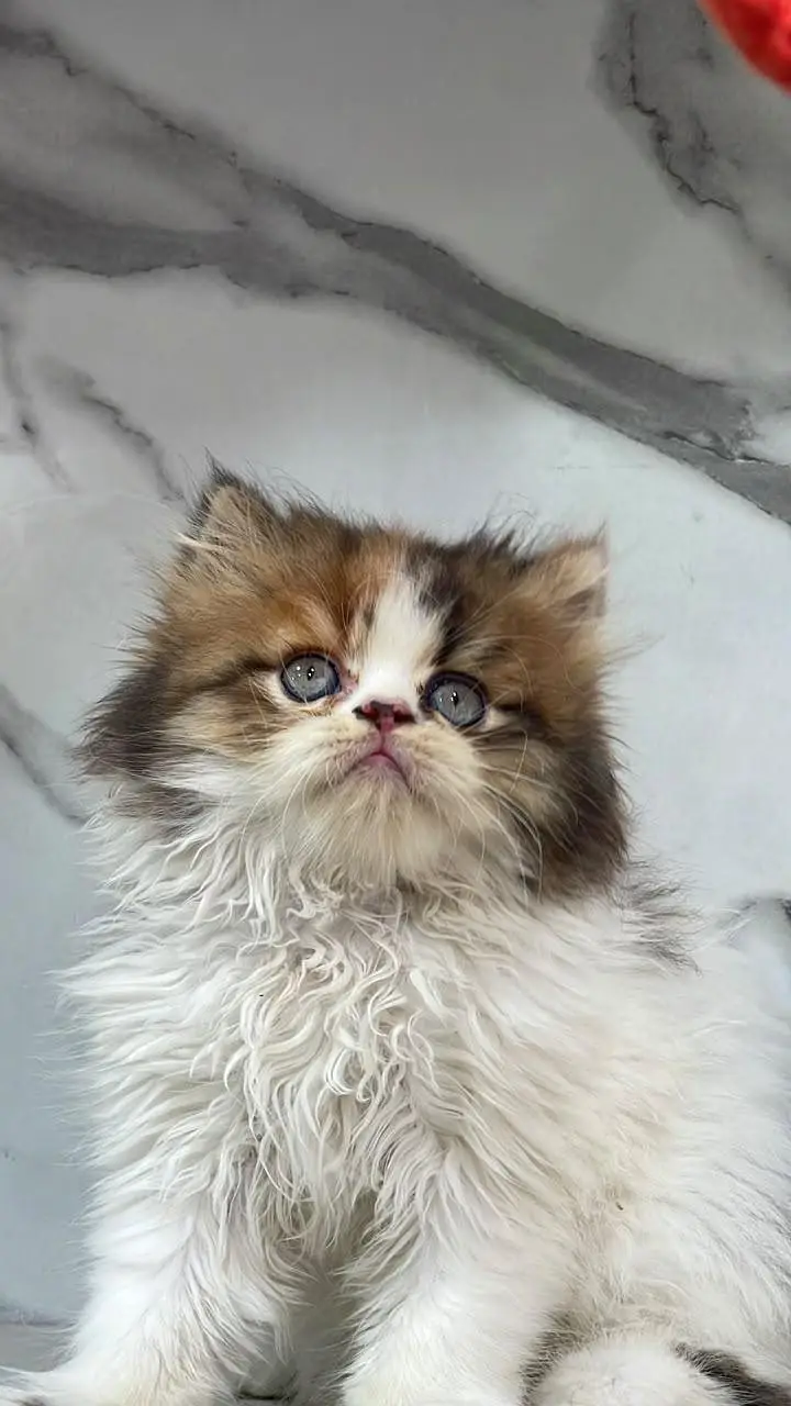 White Persian Kittens/Triple coated/blue eyes/Cats/Male/Female — photo 6