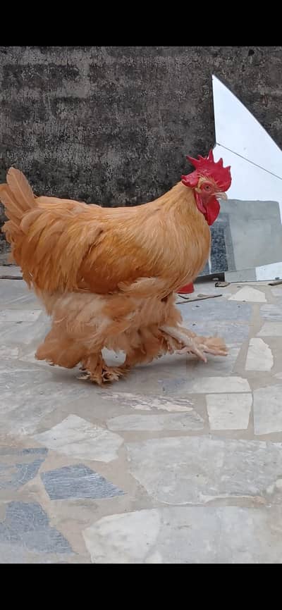 golden buff breeder male for sale