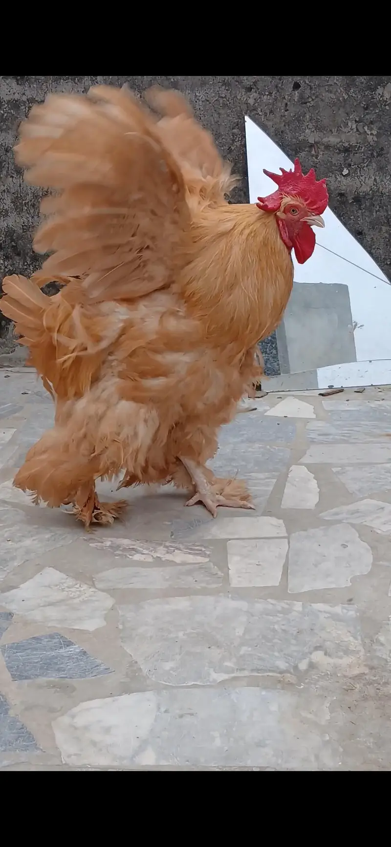 golden buff breeder male for sale — photo 2