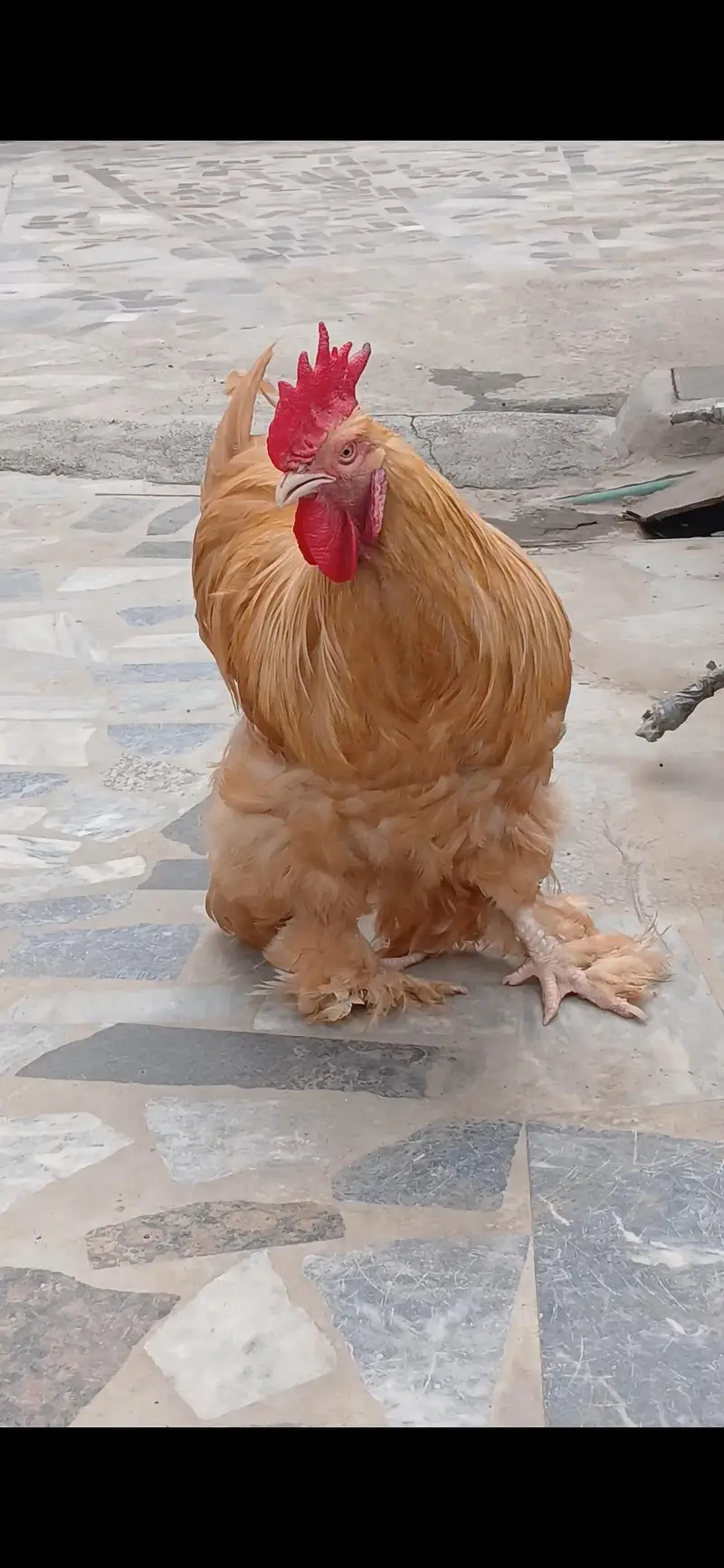 golden buff breeder male for sale — photo 3