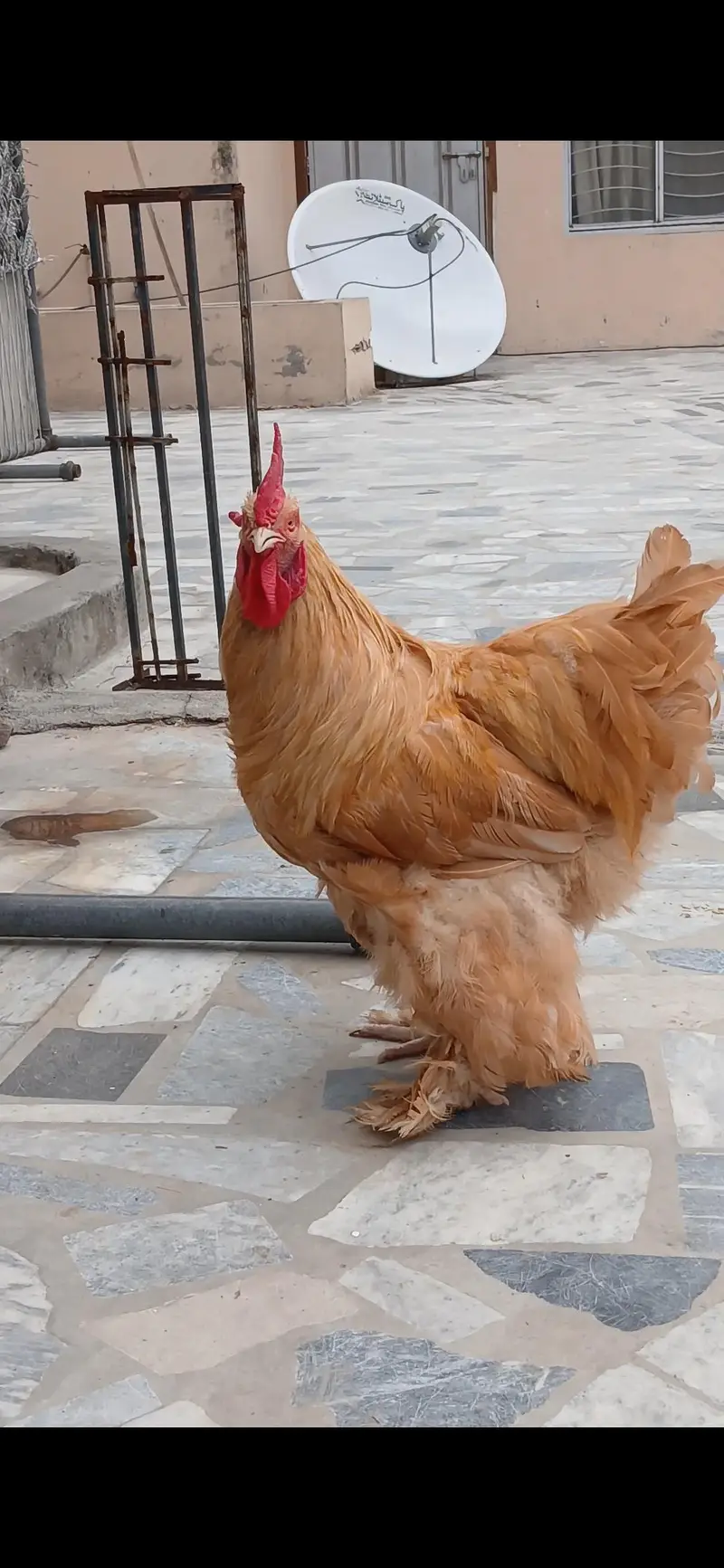 golden buff breeder male for sale — photo 4
