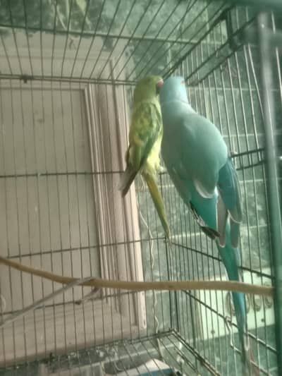 parrot