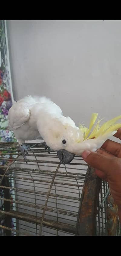 Cockatoo . african gray parrot. .  Yellow Bip Lori