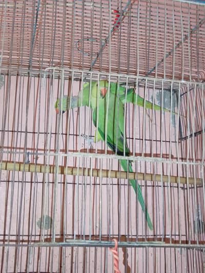 Healthy Green Ringneck Parrots Pair with Cage