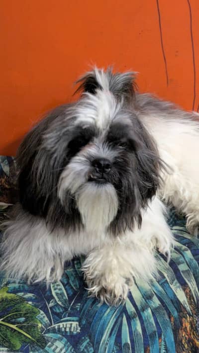 03034186545 shitzuu female toy breed